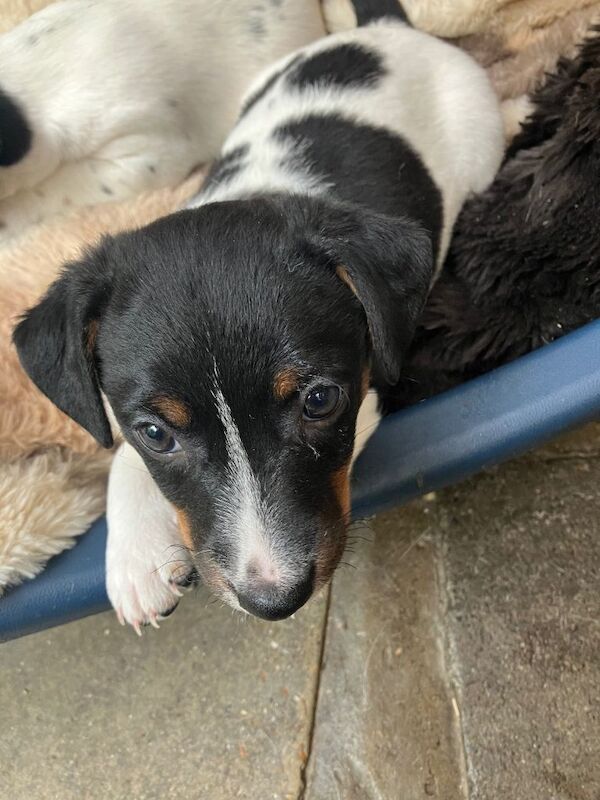 Jack russel puppies - Image 5 of 5