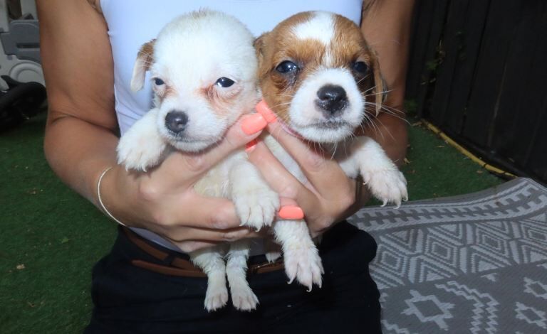 Jack Russell Puppies For Sale