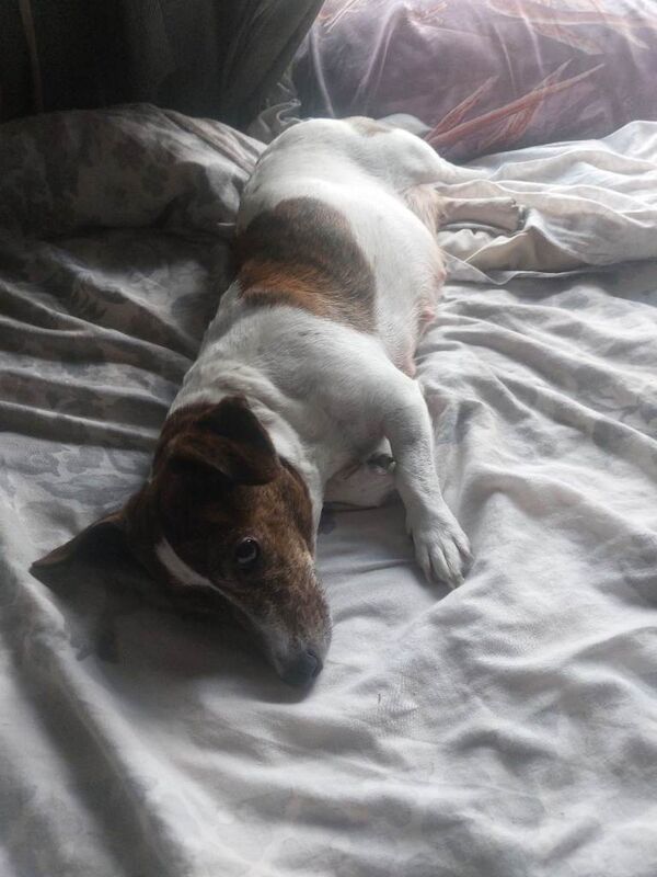 Jack russel puppies - Image 2 of 6