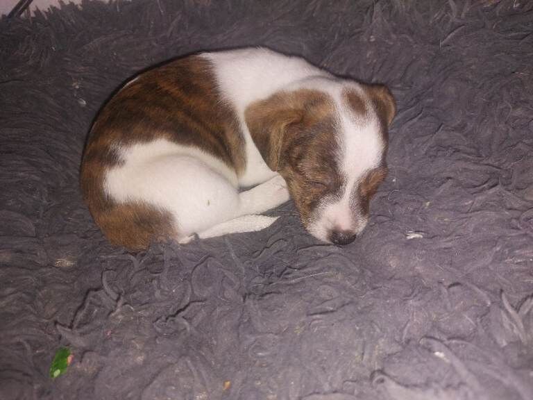 Jack russel puppies - Image 4 of 6