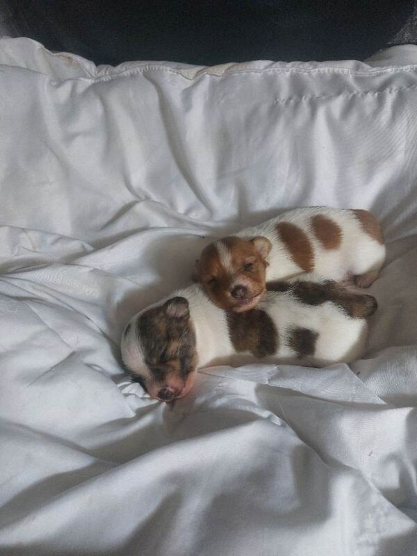 Jack russel puppies - Image 5 of 6