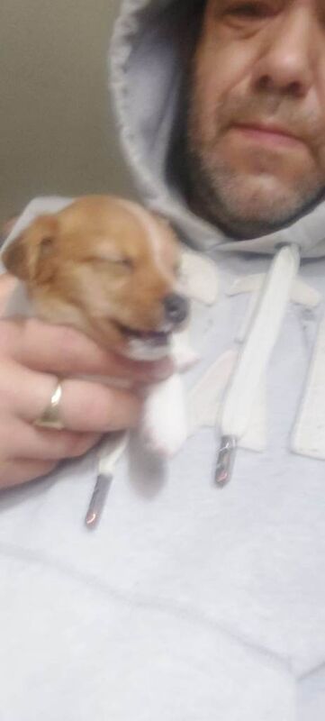 Jack russel puppies - Image 6 of 6