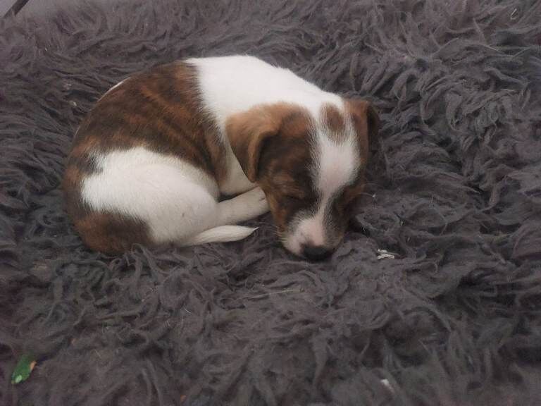 Jack Russell Puppies For Sale