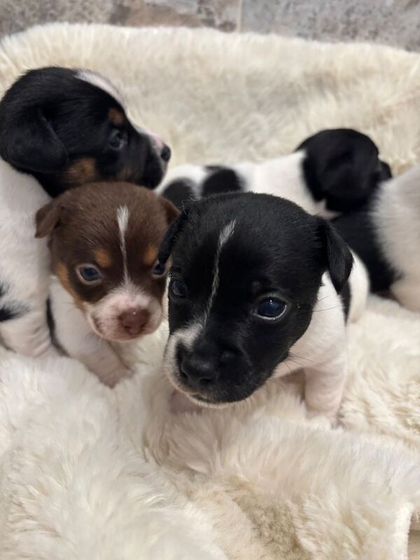Jack Russel puppies ️