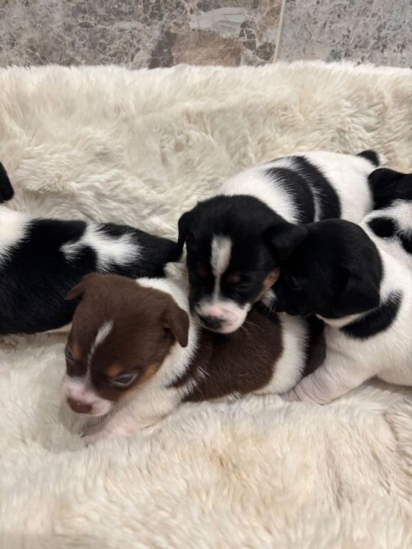 Jack Russel puppies ️ - Image 2 of 4