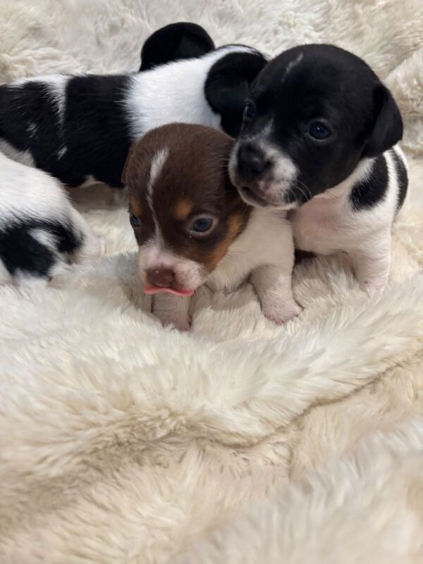 Jack Russel puppies ️ - Image 3 of 4