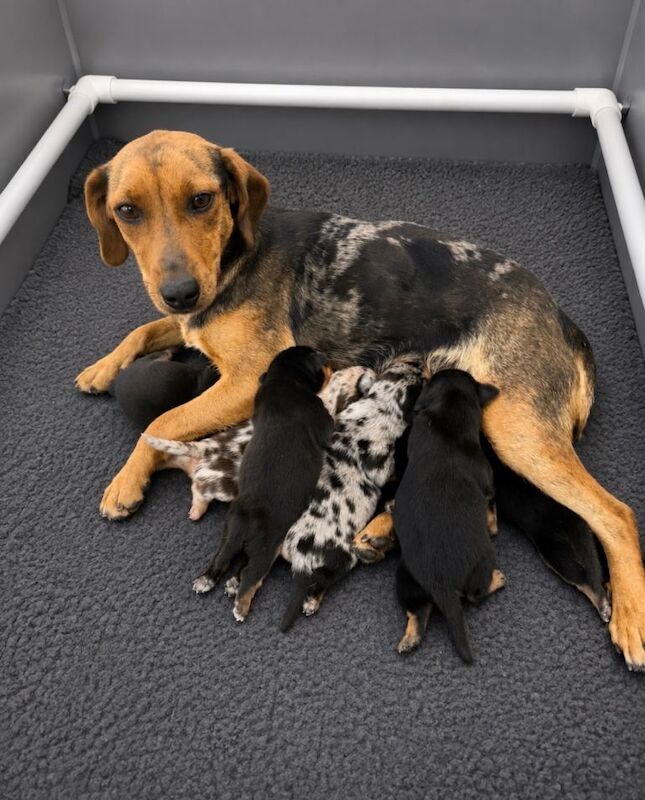 Jack Russel puppies
