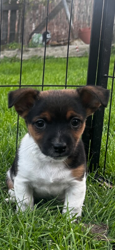 Jack Russel puppies