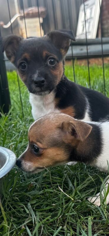Jack Russel puppies - Image 2 of 4