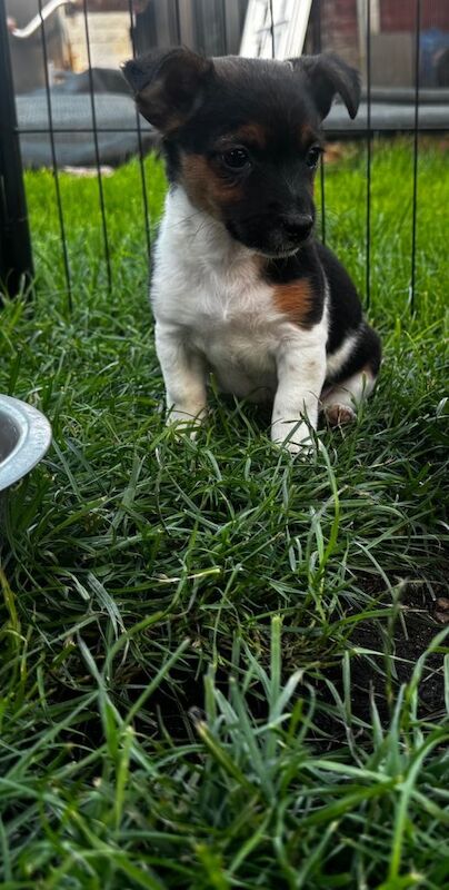 Jack Russel puppies - Image 3 of 4