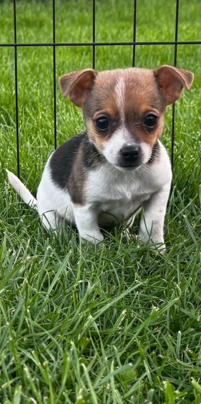 Jack Russel puppies - Image 4 of 4