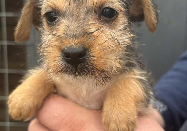 Jack Russell puppies for sale in Southampton, Hampshire – 9 months old - Image 1 of 3