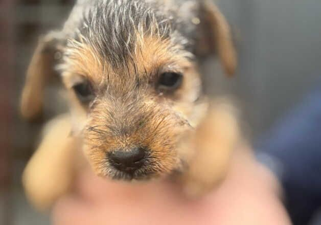 Jack Russell puppies for sale in Southampton, Hampshire – 9 months old - Image 2 of 3