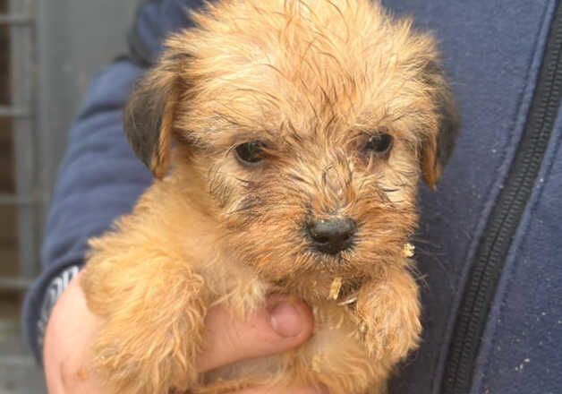 Jack Russell puppies for sale in Southampton, Hampshire – 9 months old - Image 3 of 3