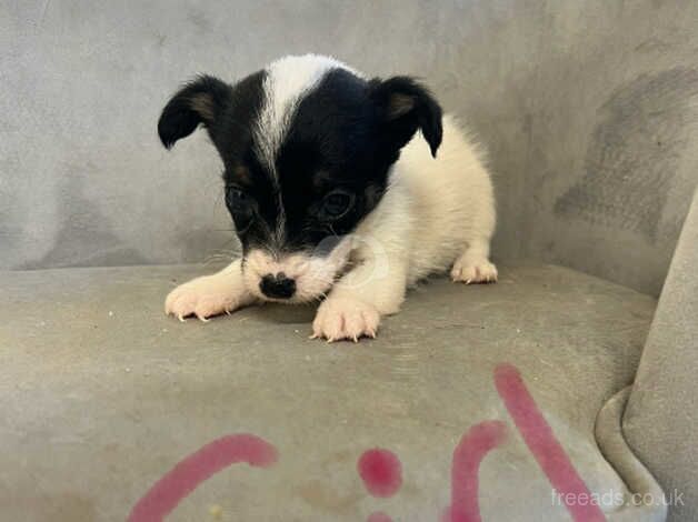 Jack Russell puppies for sale in Stockton-on-Tees, County Durham – 10 months old - Image 1 of 4