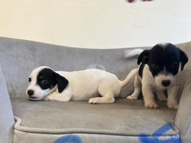 Jack Russell puppies for sale in Stockton-on-Tees, County Durham – 10 months old - Image 2 of 4