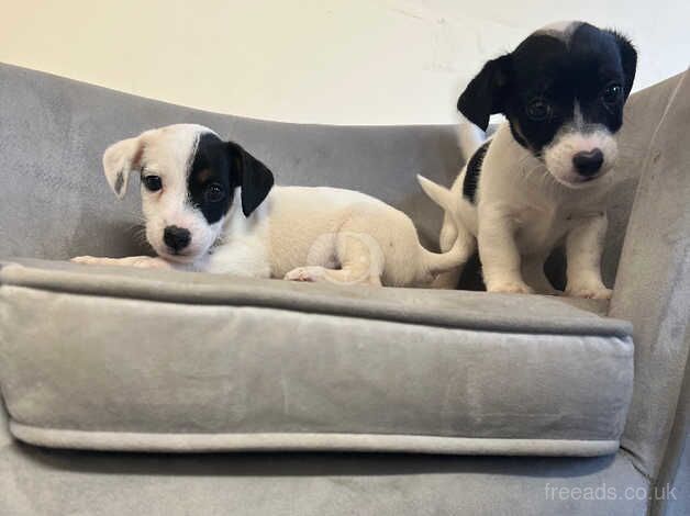 Jack Russell puppies for sale in Stockton-on-Tees, County Durham – 10 months old - Image 3 of 4