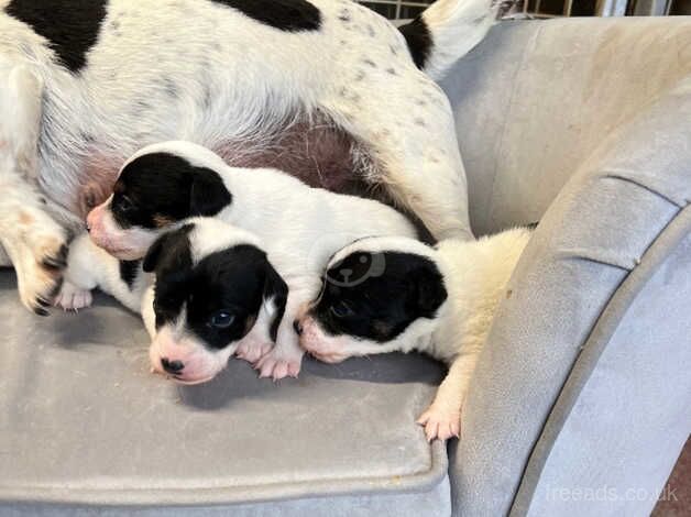 Jack Russell puppies for sale in Stockton-on-Tees, County Durham – 10 months old - Image 4 of 4