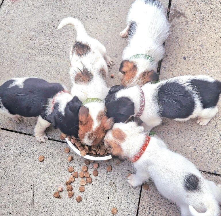 Jack Russell puppies for sale in Welwyn Garden City, Hertfordshire – 7 weeks old