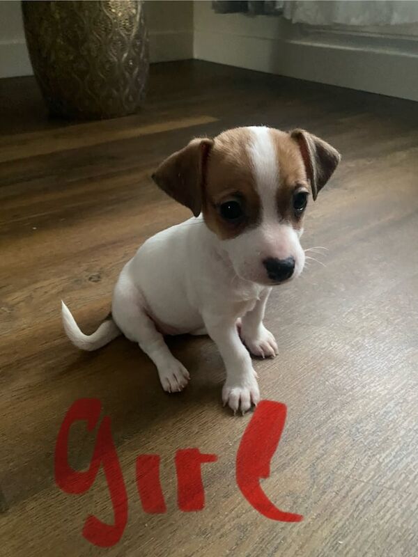 Jack Russell Terrier puppies for sale in Gorseinon, Swansea – 1 year old - Image 1 of 3