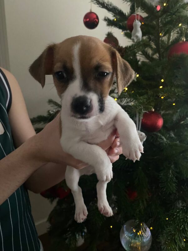 Jack Russell Terrier puppies for sale in Gorseinon, Swansea – 1 year old - Image 2 of 3