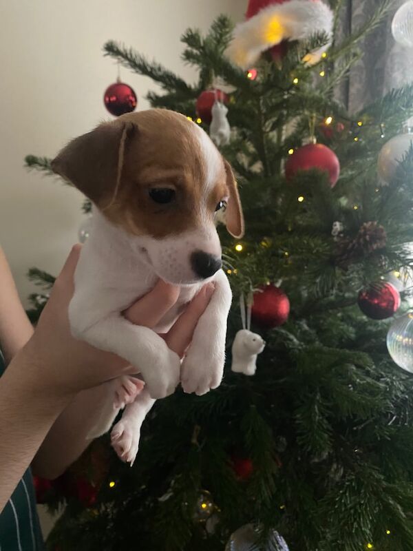 Jack Russell Terrier puppies for sale in Gorseinon, Swansea – 1 year old - Image 3 of 3