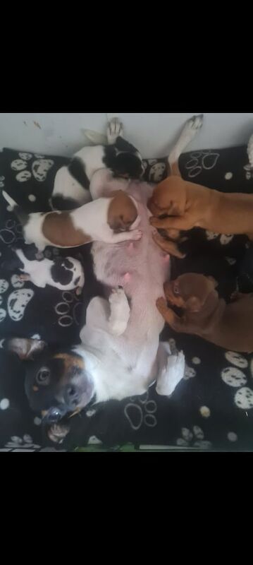 Jack Russell Terrier puppies for sale in Willenhall, West Midlands – 4 months old - Image 2 of 3