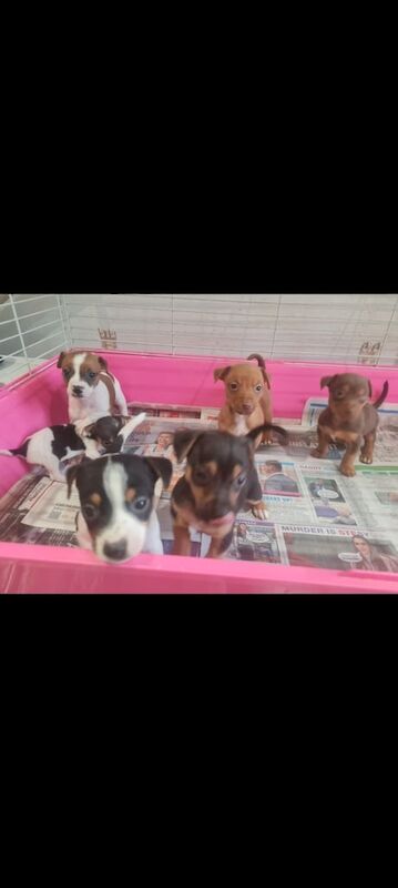 Jack Russell Terrier puppies for sale in Willenhall, West Midlands – 4 months old - Image 3 of 3