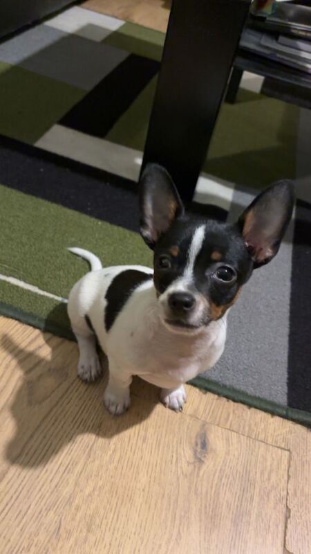 Jack Russell Terrier puppies for sale in Sutton, Greater London – 4 months old