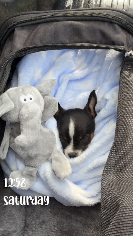 Jack Russell Terrier puppies for sale in Sutton, Greater London – 4 months old - Image 2 of 3