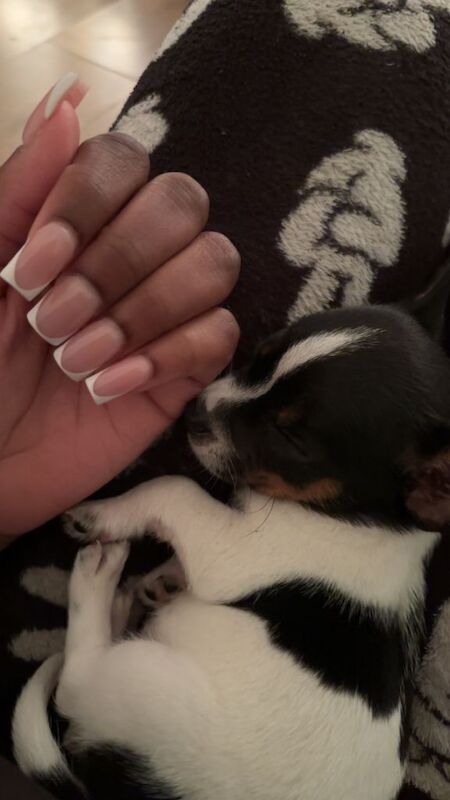 Jack Russell Terrier puppies for sale in Sutton, Greater London – 4 months old - Image 3 of 3