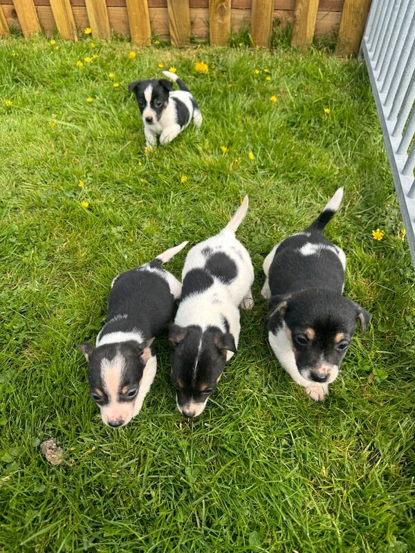 Jack Russel Puppys for sale in Polegate, East Sussex - Image 3