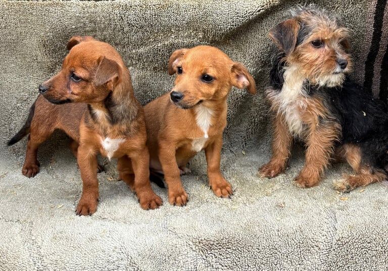 Jack Russell Terrier puppies for sale in Salisbury, Wiltshire – 9 weeks old