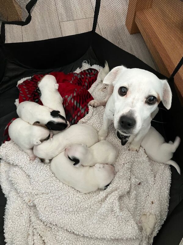 Jack Russel Pups for sale in Stamford, Lincolnshire