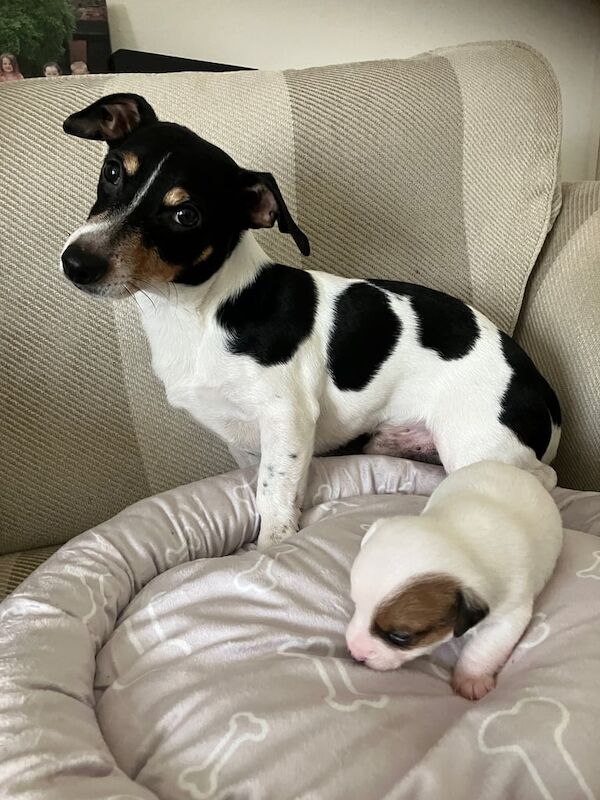 Jack Russel Pups for sale in Stamford, Lincolnshire - Image 2