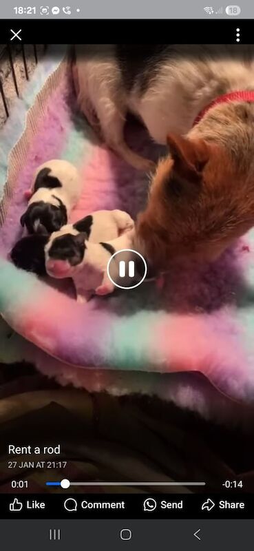 Jack Russell puppies for sale in Omagh, County Tyrone – 8 weeks old