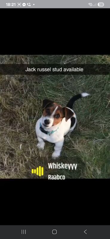 Jack Russell puppies for sale in Omagh, County Tyrone – 8 weeks old - Image 2 of 3