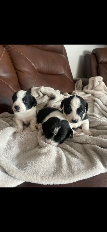 Jack Russell puppies for sale in Omagh, County Tyrone – 8 weeks old - Image 3 of 3
