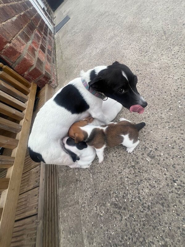 Jack Russell puppies for sale in York, North Yorkshire – 3 weeks old