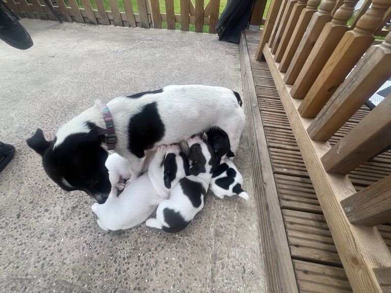 Jack Russell puppies for sale in York, North Yorkshire – 3 weeks old - Image 2 of 3