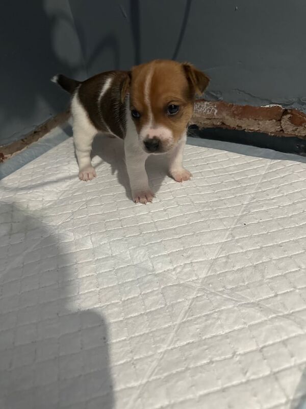 Jack Russell puppies for sale in York, North Yorkshire – 3 weeks old - Image 3 of 3
