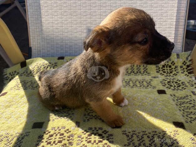 Jack Russell Terrier puppies for sale in Stockton-on-Tees, County Durham – 1 year old - Image 2 of 5
