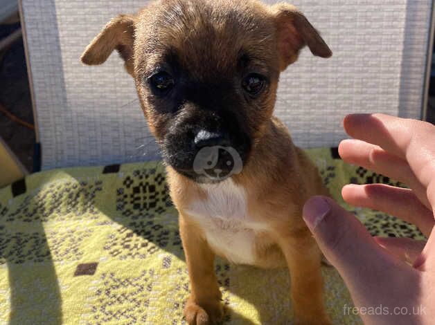 Jack Russell Terrier puppies for sale in Stockton-on-Tees, County Durham – 1 year old - Image 3 of 5