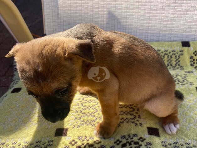 Jack Russell Terrier puppies for sale in Stockton-on-Tees, County Durham – 1 year old - Image 4 of 5