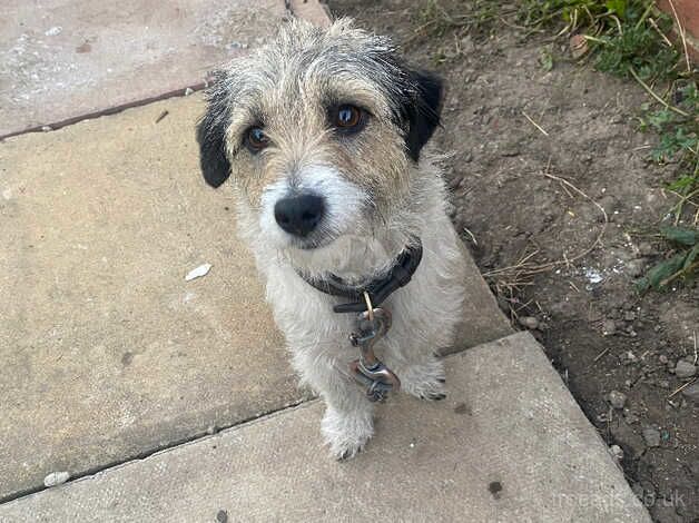 Jack Russell Terrier puppies for sale in Stockton-on-Tees, County Durham – 1 year old - Image 5 of 5