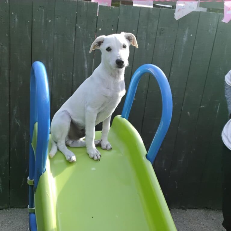Jack Russell puppies for sale in Middlesbrough, North Yorkshire – 4 months old