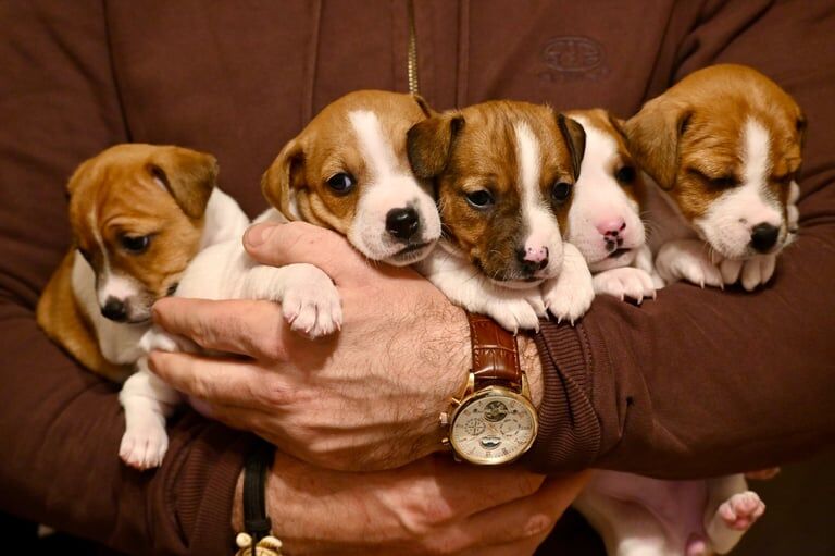 Jack Russell Terrier puppies for sale in Newham, Cornwall – 11 months old - Image 2 of 3