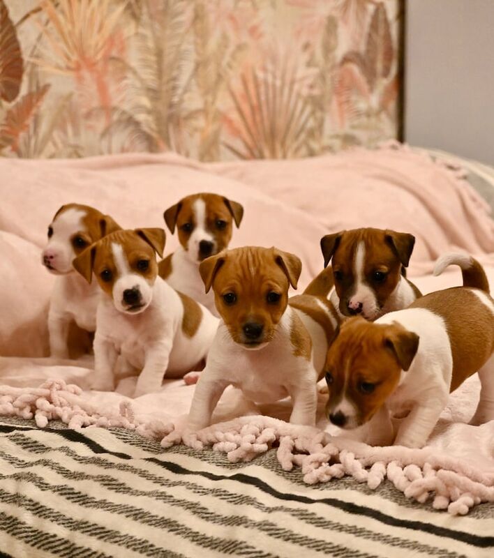 Jack Russell Terrier puppies for sale in Newham, Cornwall – 11 months old - Image 3 of 3