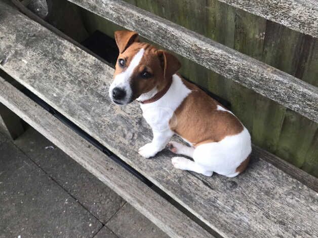 Jack Russel terroir dog for sale in Dudley, Tyne and Wear - Image 1