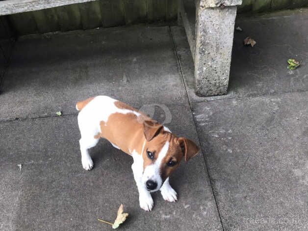 Jack Russel terroir dog for sale in Dudley, Tyne and Wear - Image 2